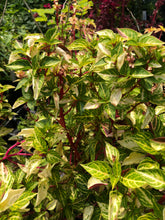 Load image into Gallery viewer, Variegated Bloodleaf or Iresine lindenii variegata Pint Plant Southern Flower Garden Southern Flower Garden