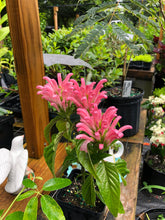 Load image into Gallery viewer, Justicia carnea or Flamingo Flower Plant Southern Flower Garden Southern Flower Garden
