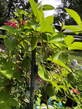 Load image into Gallery viewer, Passiflora Lady Margaret Fragrant Passion Flower Vine 3 inch potted plant Southern Flower Garden Southern Flower Garden