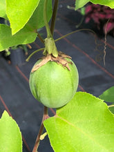 Load image into Gallery viewer, Passiflora Lady Margaret Fragrant Passion Flower Vine 3 inch potted plant Southern Flower Garden Southern Flower Garden