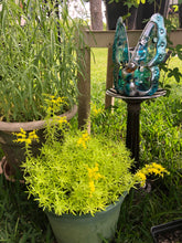 Load image into Gallery viewer, Lemon Coral Sedum Starter Plant Southern Flower Garden  Southern Flower Garden