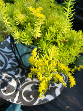 Load image into Gallery viewer, Lemon Coral Sedum Starter Plant Southern Flower Garden  Southern Flower Garden