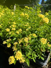 Load image into Gallery viewer, Home & Garden Lantana camara 'Lemon Drop' Pint Plant Unbranded Southern Flower Garden