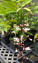 Load image into Gallery viewer, Lightbulb Plant or Clerodendrum smithianum pint plant Southern Flower Garden  Southern Flower Garden