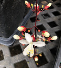 Load image into Gallery viewer, Lightbulb Plant or Clerodendrum smithianum pint plant Southern Flower Garden  Southern Flower Garden