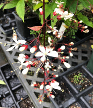 Load image into Gallery viewer, Lightbulb Plant or Clerodendrum smithianum pint plant Southern Flower Garden  Southern Flower Garden
