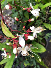 Load image into Gallery viewer, Lightbulb Plant or Clerodendrum smithianum pint plant Southern Flower Garden  Southern Flower Garden