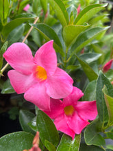 Load image into Gallery viewer, Mandevilla 'Pink Fury' Southern Flower Garden Southern Flower Garden