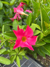 Load image into Gallery viewer, Mandevilla 'Pink Fury' Southern Flower Garden Southern Flower Garden