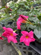 Load image into Gallery viewer, Mandevilla 'Pink Fury' Southern Flower Garden Southern Flower Garden