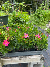 Load image into Gallery viewer, Mandevilla 'Pink Fury' Southern Flower Garden Southern Flower Garden