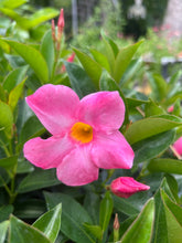 Load image into Gallery viewer, Mandevilla 'Pink Fury' Southern Flower Garden Southern Flower Garden