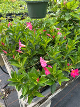 Load image into Gallery viewer, Mandevilla 'Pink Fury' Southern Flower Garden Southern Flower Garden