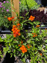 Load image into Gallery viewer, Home & Garden Mexican Flame Vine or Senecio confusus Pint Plant Southern Flower Garden Southern Flower Garden