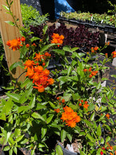 Load image into Gallery viewer, Home & Garden Mexican Flame Vine or Senecio confusus Pint Plant Southern Flower Garden Southern Flower Garden