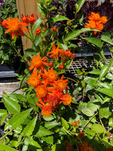 Load image into Gallery viewer, Home & Garden Mexican Flame Vine or Senecio confusus Pint Plant Southern Flower Garden Southern Flower Garden
