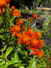 Load image into Gallery viewer, Home & Garden Mexican Flame Vine or Senecio confusus Pint Plant Southern Flower Garden Southern Flower Garden