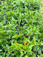 Load image into Gallery viewer, Home & Garden Mexican Flame Vine or Senecio confusus Pint Plant Southern Flower Garden Southern Flower Garden