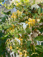 Load image into Gallery viewer, plants Mint Crisp variegated Honeysuckle or Lonicera japonica pint plant Southern Flower Garden Southern Flower Garden