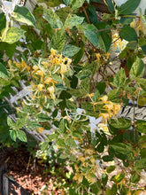 Load image into Gallery viewer, plants Mint Crisp variegated Honeysuckle or Lonicera japonica pint plant Southern Flower Garden Southern Flower Garden