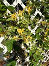 Load image into Gallery viewer, plants Mint Crisp variegated Honeysuckle or Lonicera japonica pint plant Southern Flower Garden Southern Flower Garden
