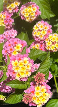 Load image into Gallery viewer, Miss Huff Pink Lantana Camara Pint Plant Southern Flower Garden Southern Flower Garden