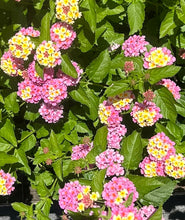 Load image into Gallery viewer, Miss Huff Pink Lantana Camara Pint Plant Southern Flower Garden Southern Flower Garden