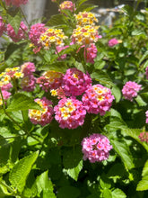 Load image into Gallery viewer, Miss Huff Pink Lantana Camara Pint Plant Southern Flower Garden Southern Flower Garden
