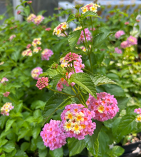 Load image into Gallery viewer, Miss Huff Pink Lantana Camara Pint Plant Southern Flower Garden Southern Flower Garden