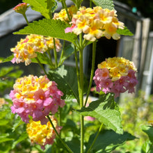 Load image into Gallery viewer, Miss Huff Pink Lantana Camara Pint Plant Southern Flower Garden Southern Flower Garden