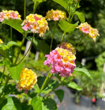 Load image into Gallery viewer, Miss Huff Pink Lantana Camara Pint Plant Southern Flower Garden Southern Flower Garden