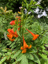 Load image into Gallery viewer, Tecoma stans hybrid Orange Jubilee Pint Plant Southern Flower Garden Southern Flower Garden