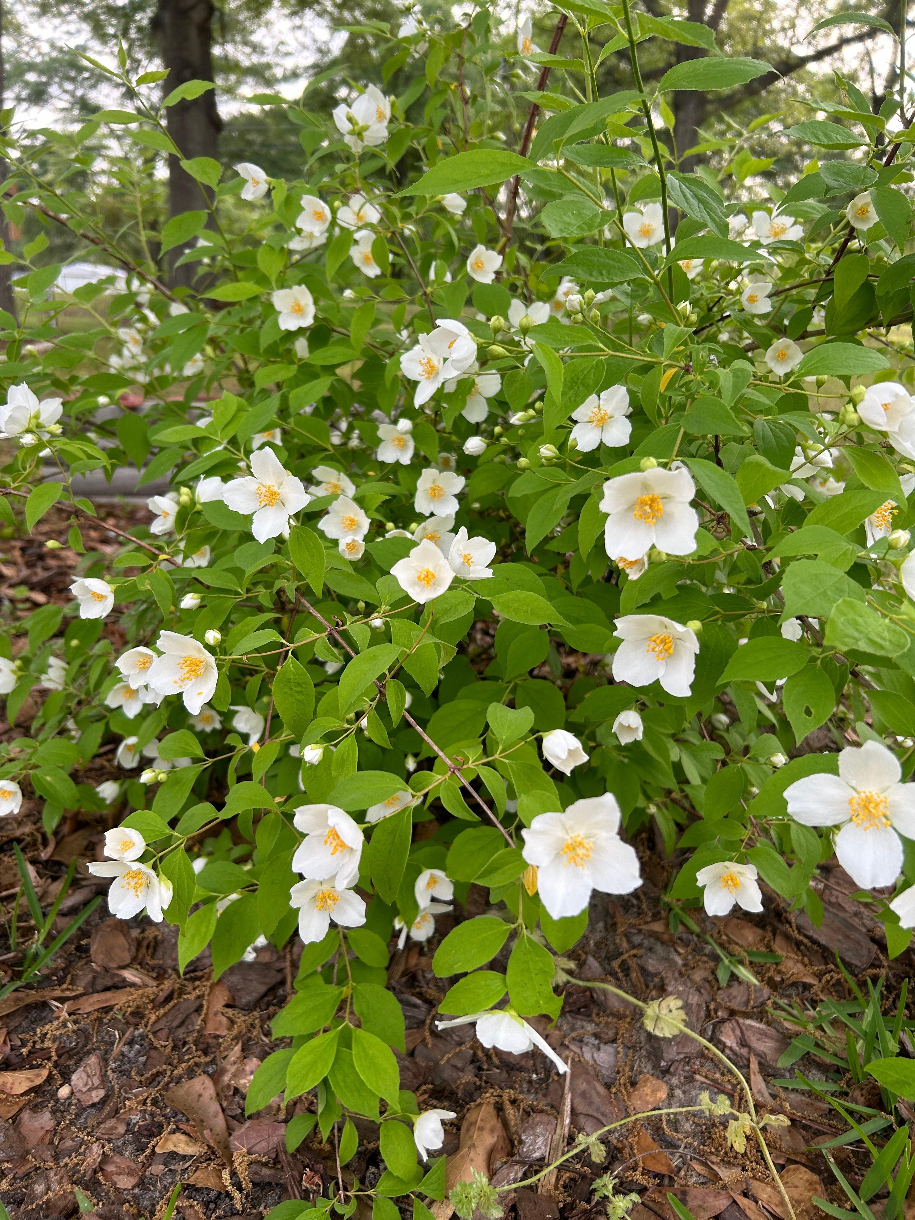Sweet Fragrant Mock Orange Shrub, Philadelphus coronarius Plant