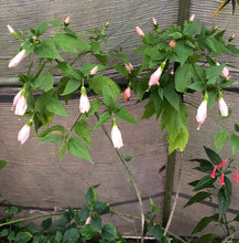 Load image into Gallery viewer, Peach Turks Cap Sleepy Hibiscus or Malvaviscus Quart plant Southern Flower Garden Southern Flower Garden