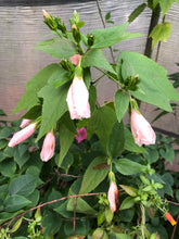 Load image into Gallery viewer, Peach Turks Cap Sleepy Hibiscus or Malvaviscus Quart plant Southern Flower Garden Southern Flower Garden