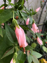 Load image into Gallery viewer, Peach Turks Cap Sleepy Hibiscus or Malvaviscus Quart plant Southern Flower Garden Southern Flower Garden