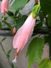 Load image into Gallery viewer, Peach Turks Cap Sleepy Hibiscus or Malvaviscus Quart plant Southern Flower Garden Southern Flower Garden