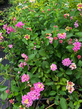 Load image into Gallery viewer, Home & Garden Lantana Pink Caprice Pint Plant Unbranded Southern Flower Garden