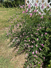 Load image into Gallery viewer, Sweet Pea Shrub or Polygala x dalmaisiana pint plant Southern Flower Garden Southern Flower Garden