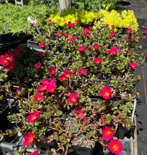 Load image into Gallery viewer, Portulaca Pazazz Deep Pink Southern Flower Garden Southern Flower Garden