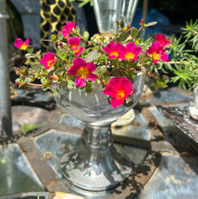 Load image into Gallery viewer, Portulaca Pazazz Deep Pink Southern Flower Garden Southern Flower Garden