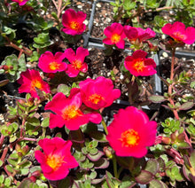 Load image into Gallery viewer, Portulaca Pazazz Deep Pink Southern Flower Garden Southern Flower Garden