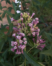 Load image into Gallery viewer, Cestrum purple x Cretan Purple Rare Color Pint Plant Southern Flower Garden Southern Flower Garden