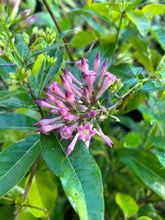 Load image into Gallery viewer, Cestrum purple x Cretan Purple Rare Color Quart Plant Southern Flower Garden Southern Flower Garden