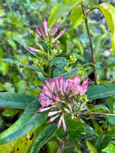 Load image into Gallery viewer, Cestrum purple x Cretan Purple Rare Color Quart Plant Southern Flower Garden Southern Flower Garden