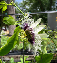 Load image into Gallery viewer, Passiflora Edulis Purple Possum Passion Fruit Flower Quart plant Southern Flower Garden Southern Flower Garden