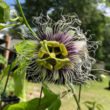 Load image into Gallery viewer, Passiflora Edulis Purple Possum Passion Fruit Flower Quart plant Southern Flower Garden Southern Flower Garden