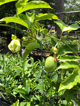 Load image into Gallery viewer, Passiflora Edulis Purple Possum Passion Fruit Flower Quart plant Southern Flower Garden Southern Flower Garden