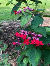 Load image into Gallery viewer, Red Bleeding Heart Vine Clerodendrum thomsoniae Pint Plant Southern Flower Garden Southern Flower Garden