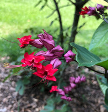 Load image into Gallery viewer, Red Bleeding Heart Vine Clerodendrum thomsoniae Pint Plant Southern Flower Garden Southern Flower Garden